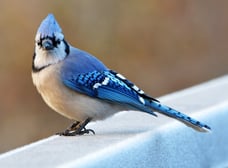 Blue_Jay_(185317371)