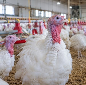 Commercial Turkey Barn Flock