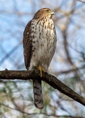 Coopers_hawk_in_Prospect_Park_(22513)