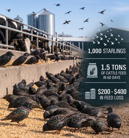 Starlings and Feed Loss Infographic (1)