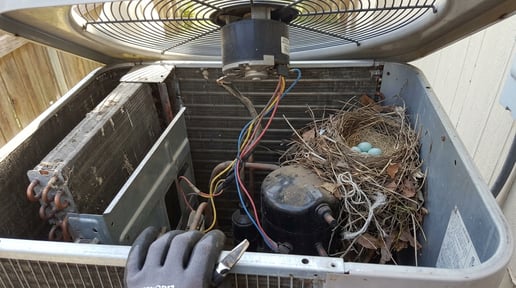 bird nest in hvac