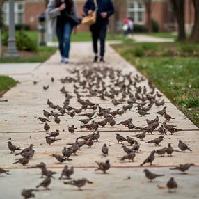 birds on campus sidewalk