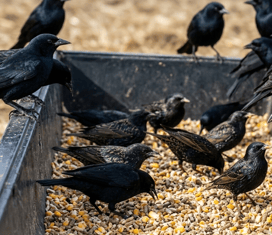 blackbirds in trough 2