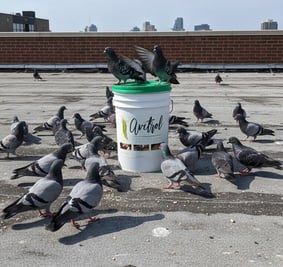 easy blend with pigeons