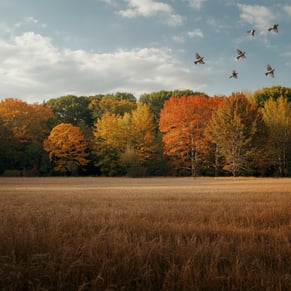 fall field