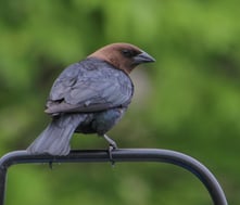 free-photo-of-brown-headed-cowbird