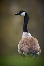 free-photo-of-close-up-of-a-majestic-canada-goose-outdoors