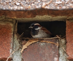 house sparrow nesting