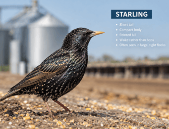 just starling