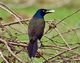 pexels-agrosales-31597979