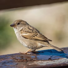 pexels-chris-clark-1933184-15833266