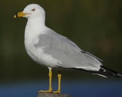 pexels-richard-block-329101850-34443508