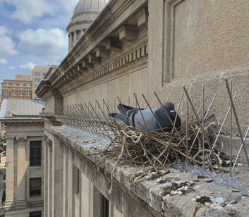 pigeon nest in spikes