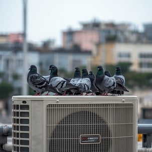 pigeons rooosting on ac