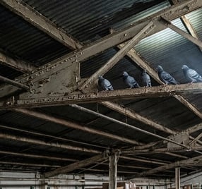 pigeons