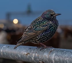 roosting