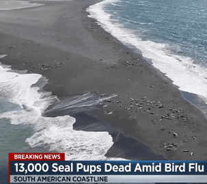 seal pups bird flu