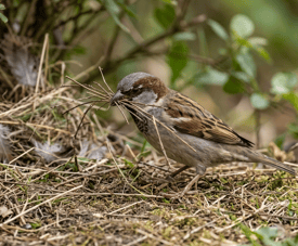 sparrow picking twigs