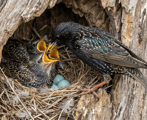 starling babies
