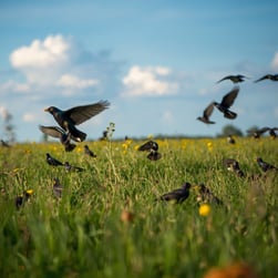 starling in field
