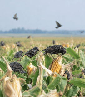 starlings and crops