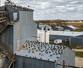 starlings on grain shed