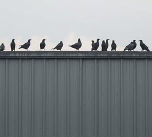 starlings on warehouse 2