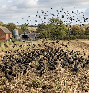 starlings