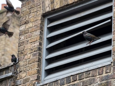 vent