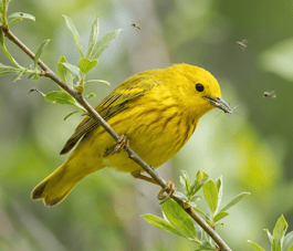warbler