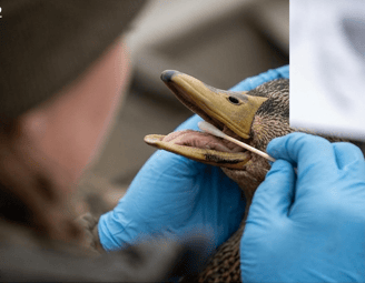 waterfowl samples-1